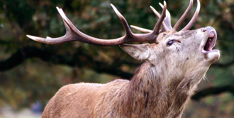 Hirsch in der Natur